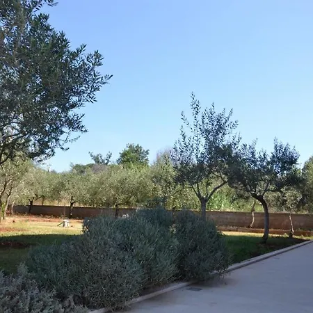 Roza Medolino